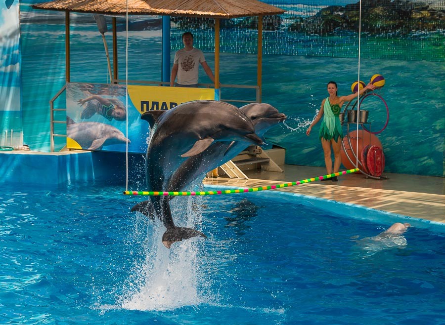 Шоу дельфинов
