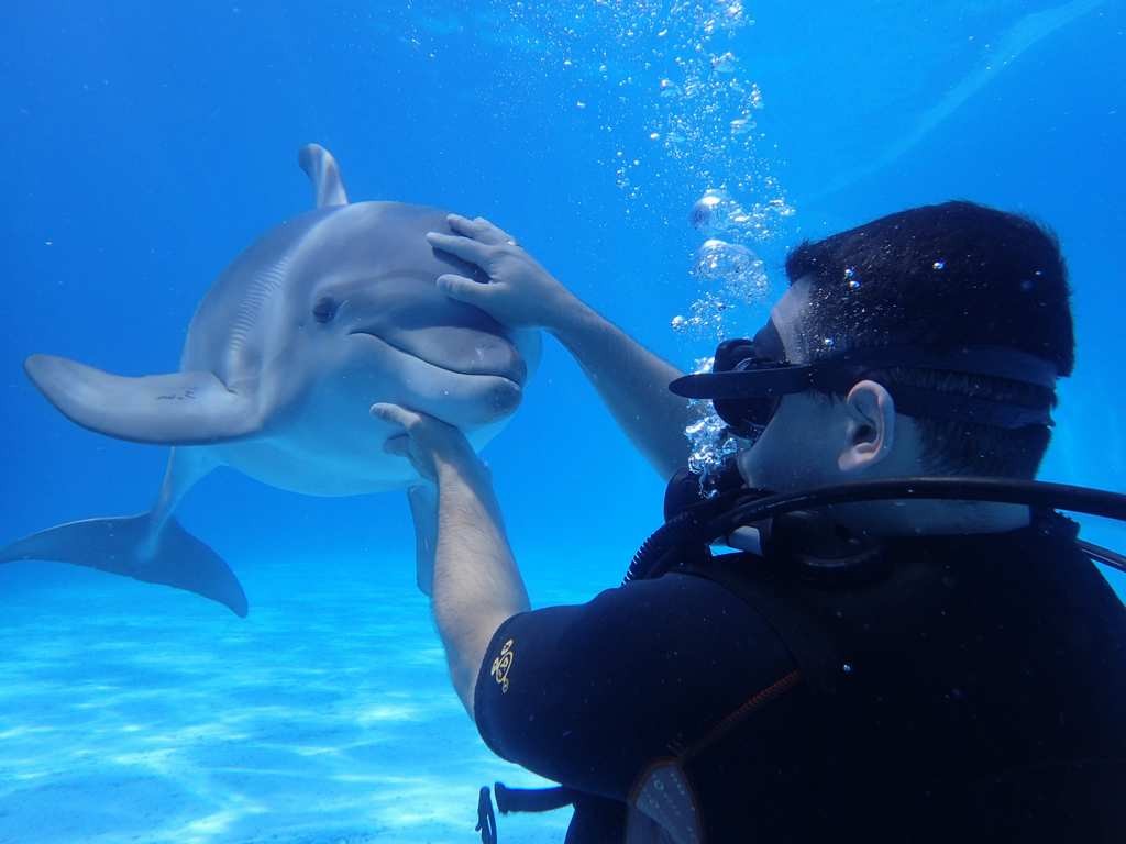 Дайвинг с дельфинами