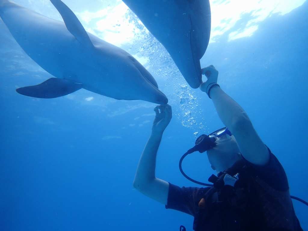 Дайвинг с дельфинами
